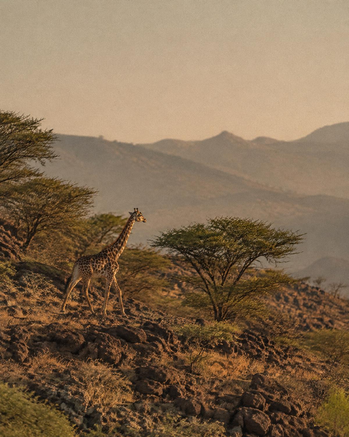 Giraffe walking on a rocky hillside